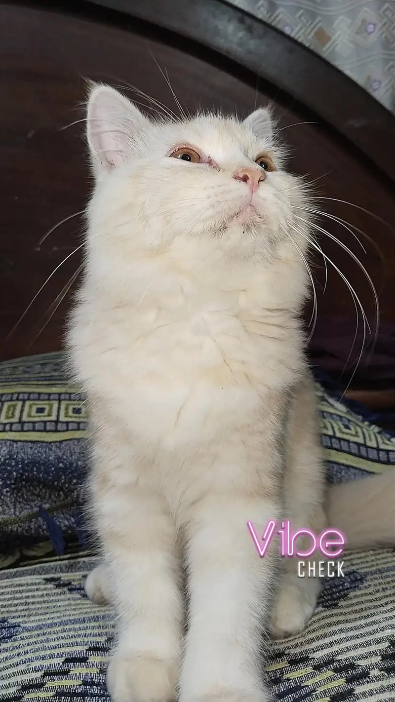 CAT Russian — photo 3