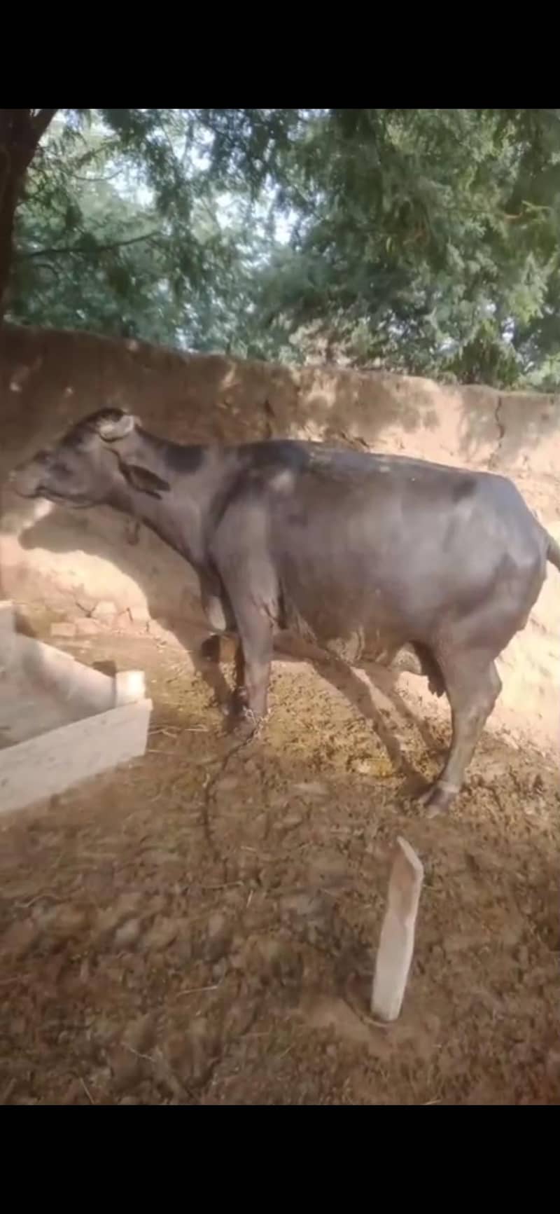 پہلن جھوٹی ۵ سے ۶ دیں میں سو جائے گی۔ 3
