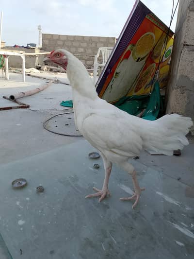 Heera aseel murghi