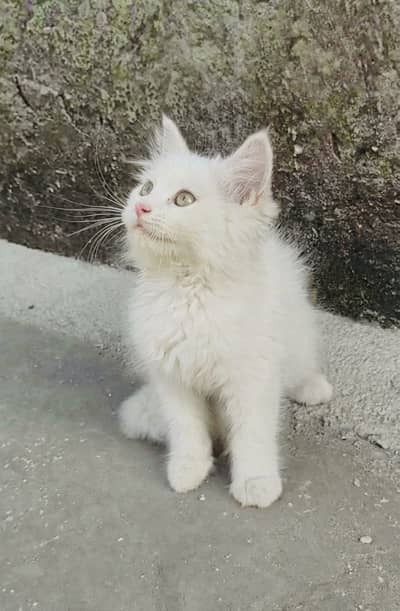 Pure Persian kitten available
