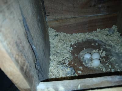 cocktail breeder pair available with eggs