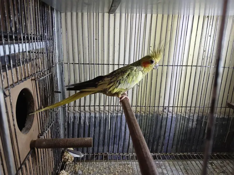 cocktail breeder pair available with eggs — photo 2