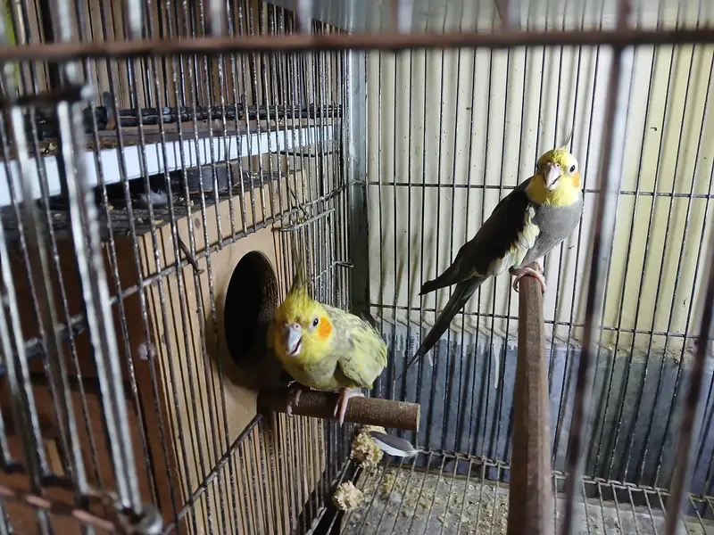 cocktail breeder pair available with eggs — photo 3