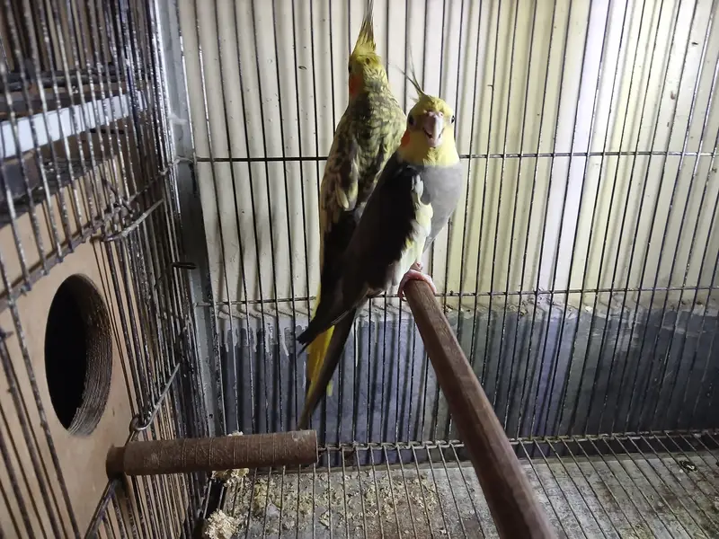 cocktail breeder pair available with eggs — photo 4