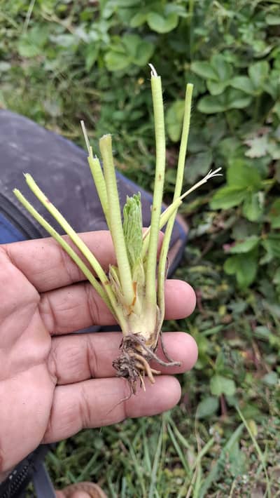 50 Fresh Strawberry Roots (Crowns)