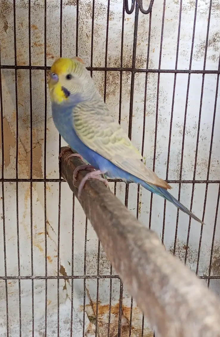 Beautiful Rainbow Budgie Male | Healthy & Active — photo 2