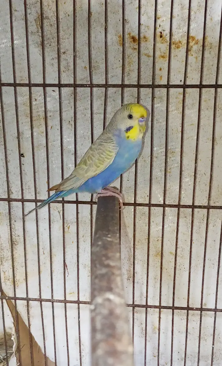 Beautiful Rainbow Budgie Male | Healthy & Active — photo 3