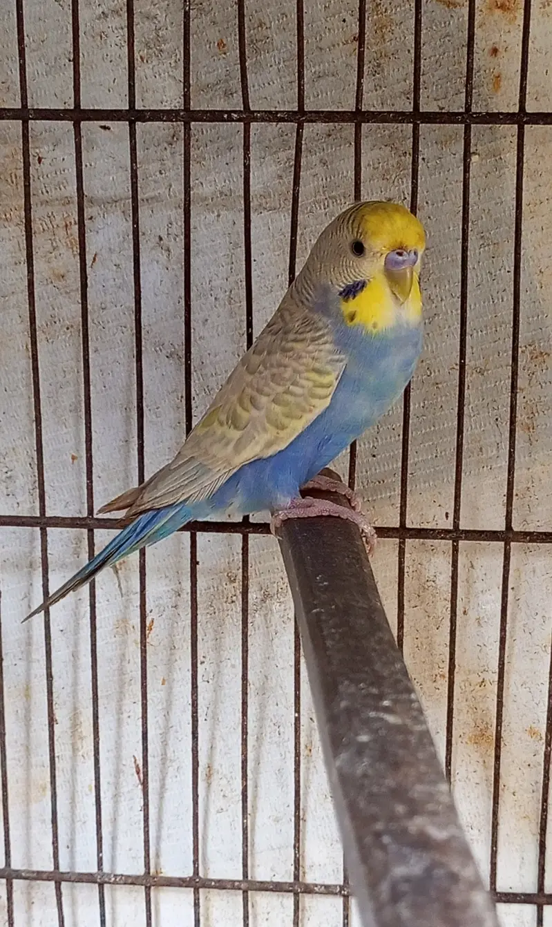 Beautiful Rainbow Budgie Male | Healthy & Active — photo 4