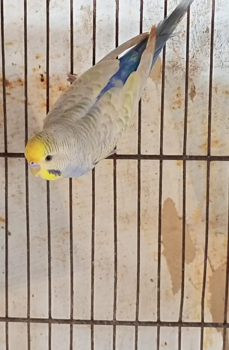 Beautiful Rainbow Budgie Male | Healthy & Active — photo 5