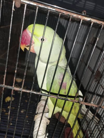 for sell