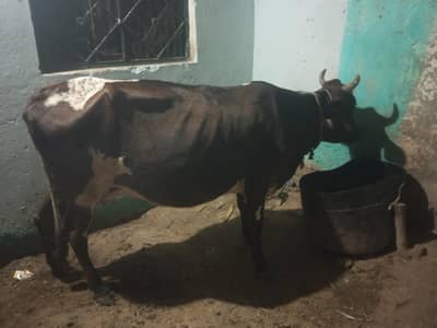 cow for sale 5 litter Milk per day