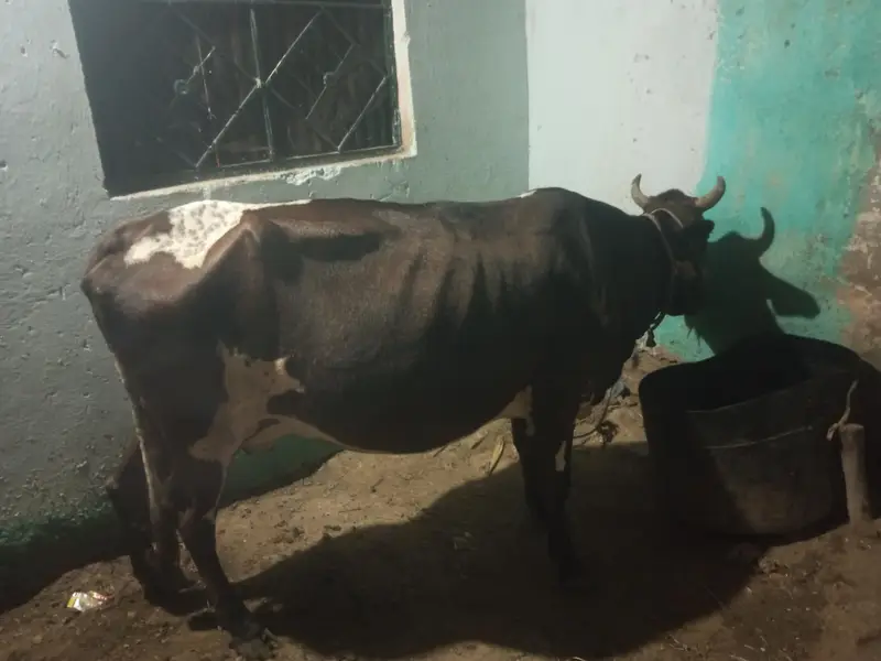 cow for sale 5 litter Milk per day — photo 2