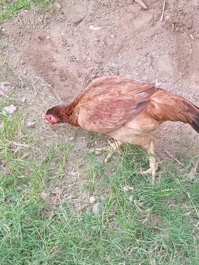 for sale urgent basis