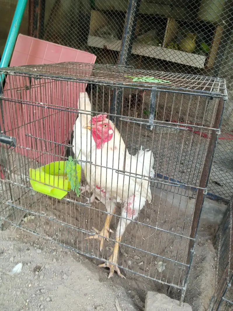 for sale urgent basis — photo 2
