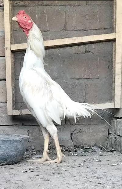 white heera aseel