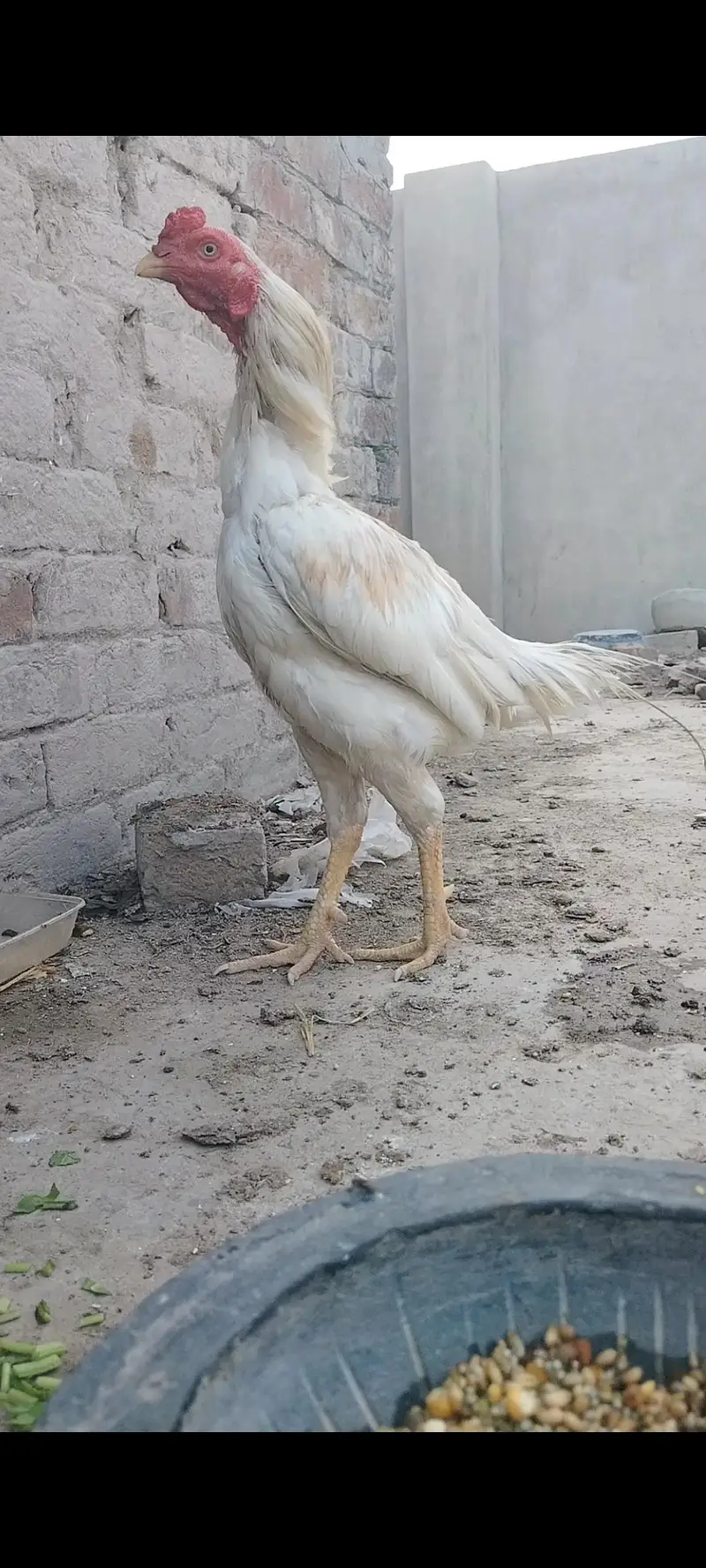 white heera aseel — photo 2