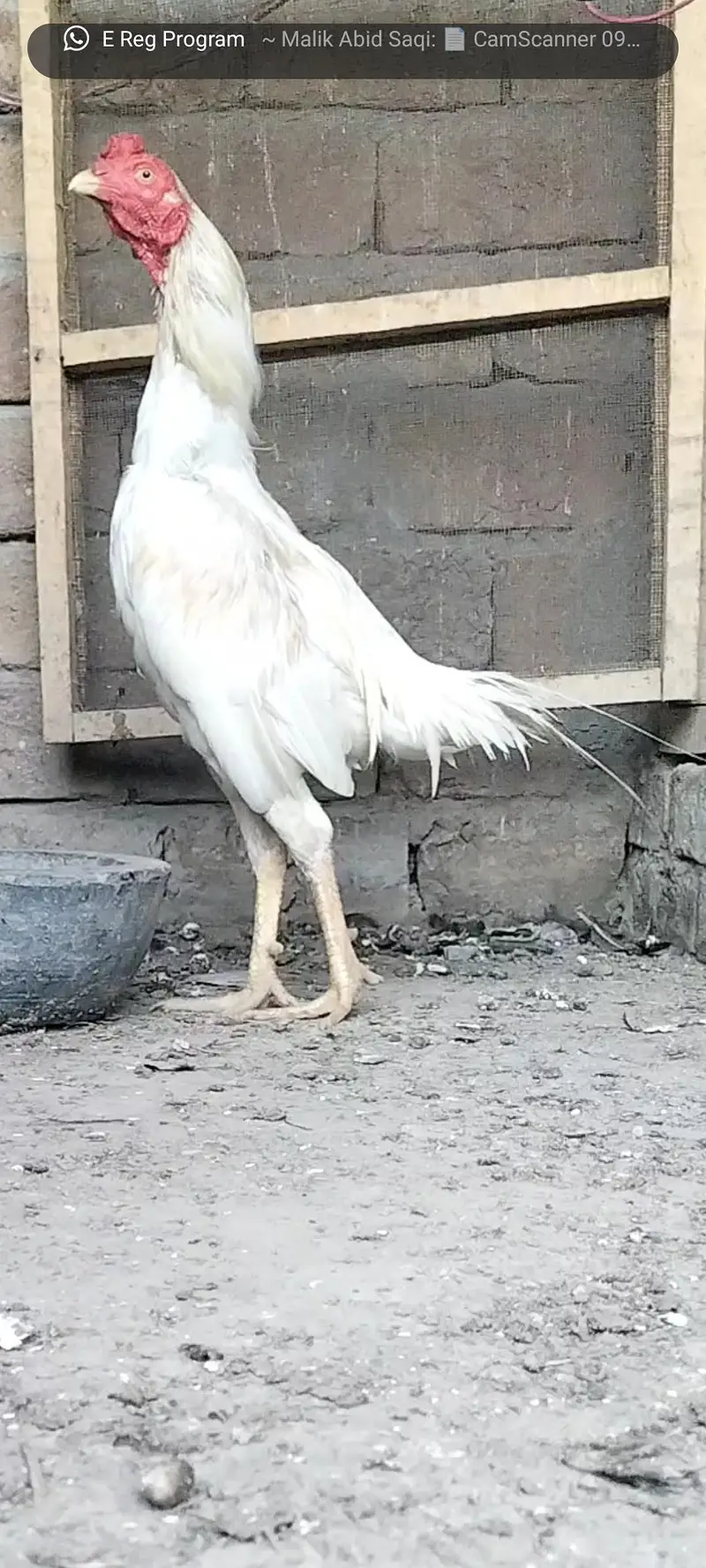 white heera aseel — photo 3