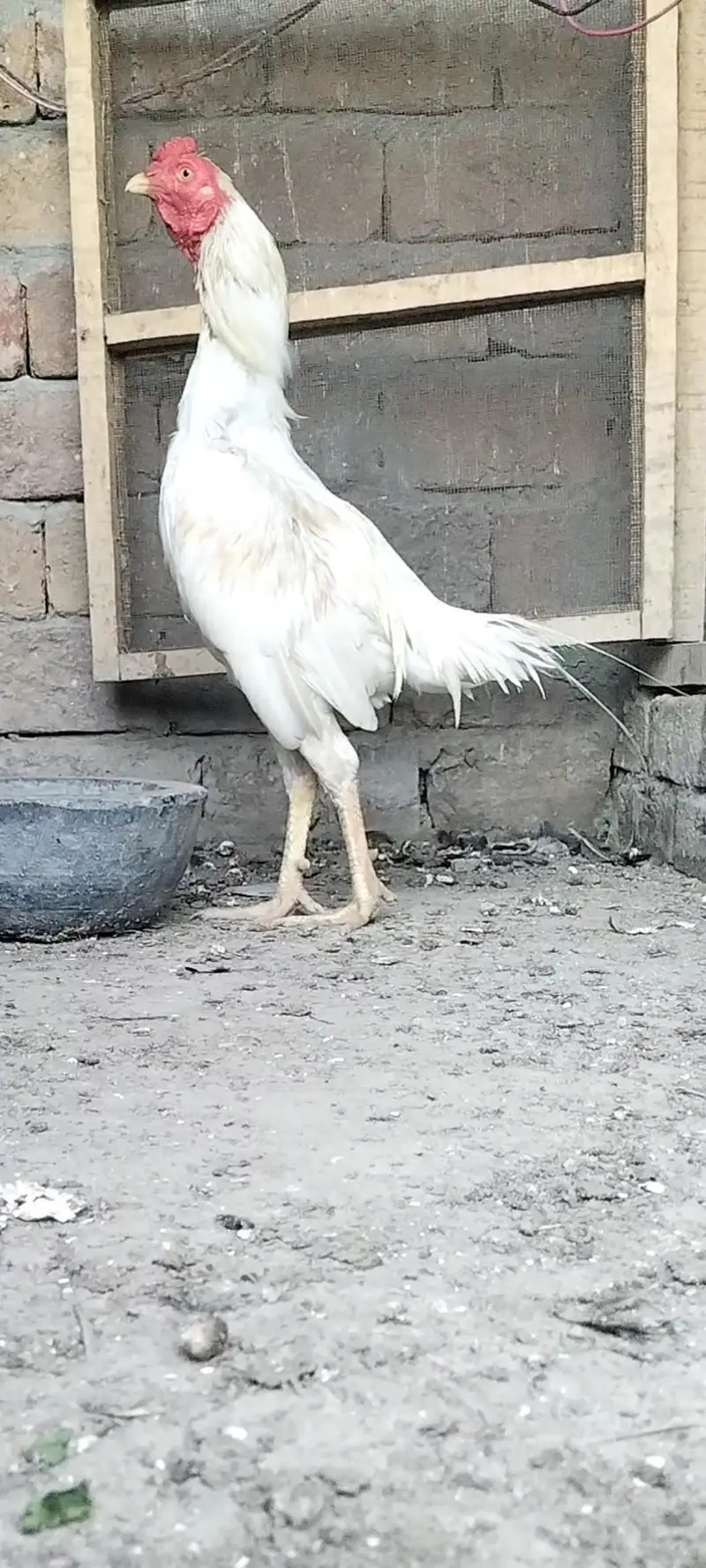 white heera aseel — photo 4