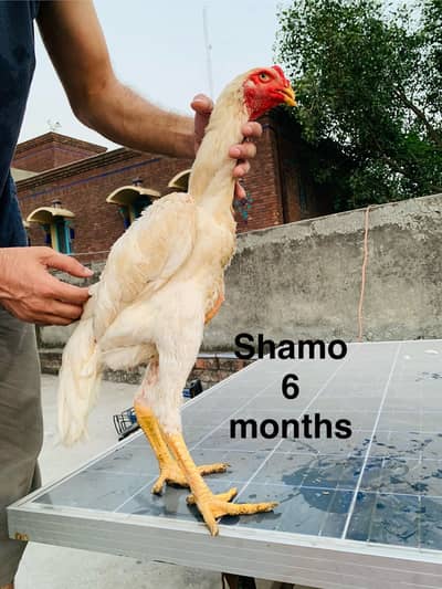 Shamo aseel