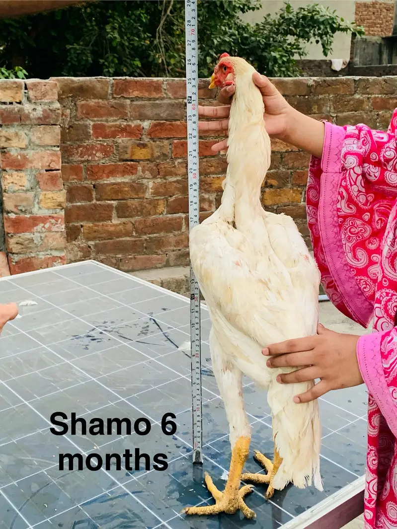 Shamo aseel — photo 2