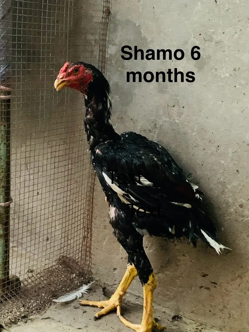 Shamo aseel — photo 6
