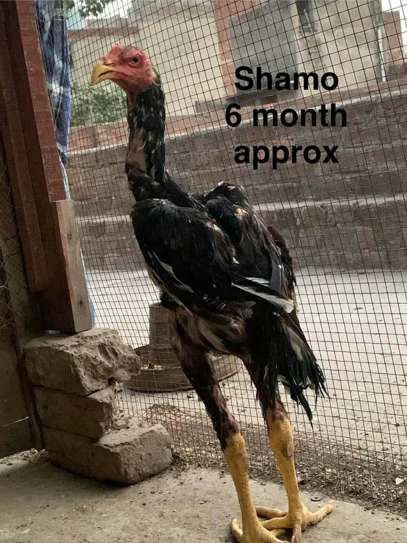Shamo aseel — photo 7