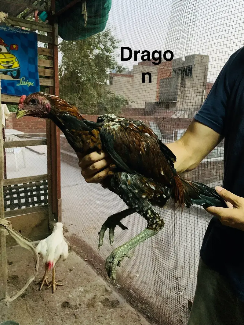 Shamo aseel — photo 8