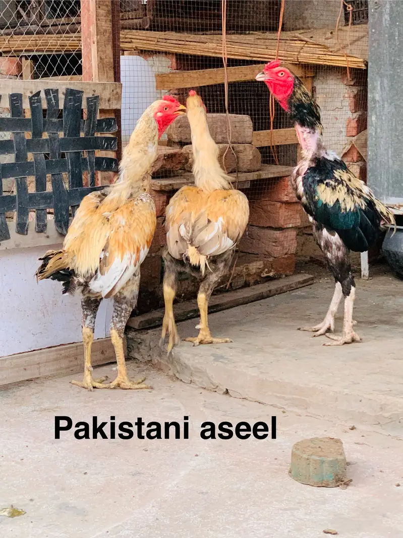 Shamo aseel — photo 9