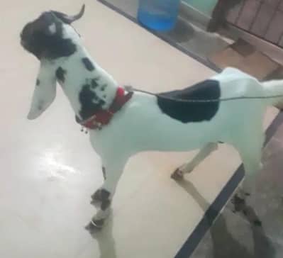 breed kamori Age 6 for sale active and healthy price