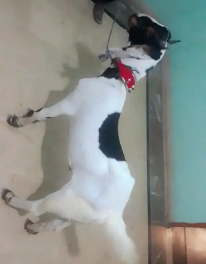 breed kamori Age 6 for sale active and healthy price — photo 2