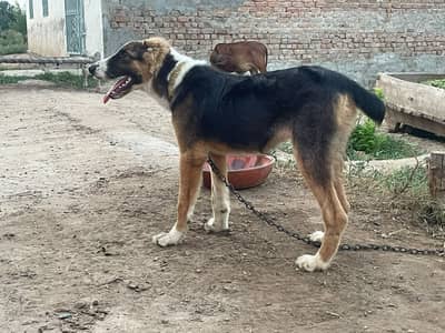 Gaurd Dog for dera
