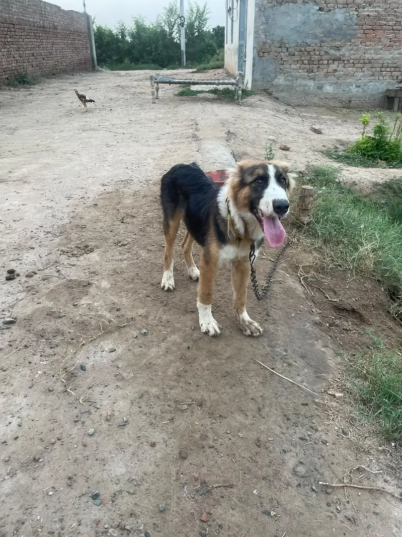 Gaurd Dog for dera — photo 2