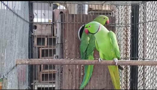 Ringneck breeder pair lengthy good size