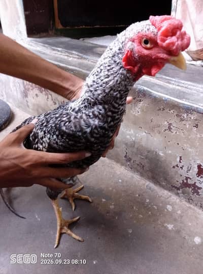 Active and healthy males for Sell WhatsApp No 03162157353
