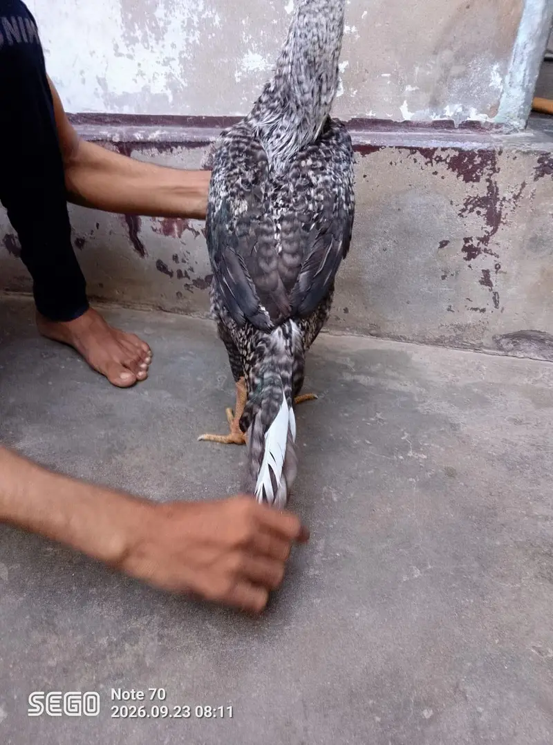 Active and healthy males for Sell WhatsApp No 03162157353 — photo 2