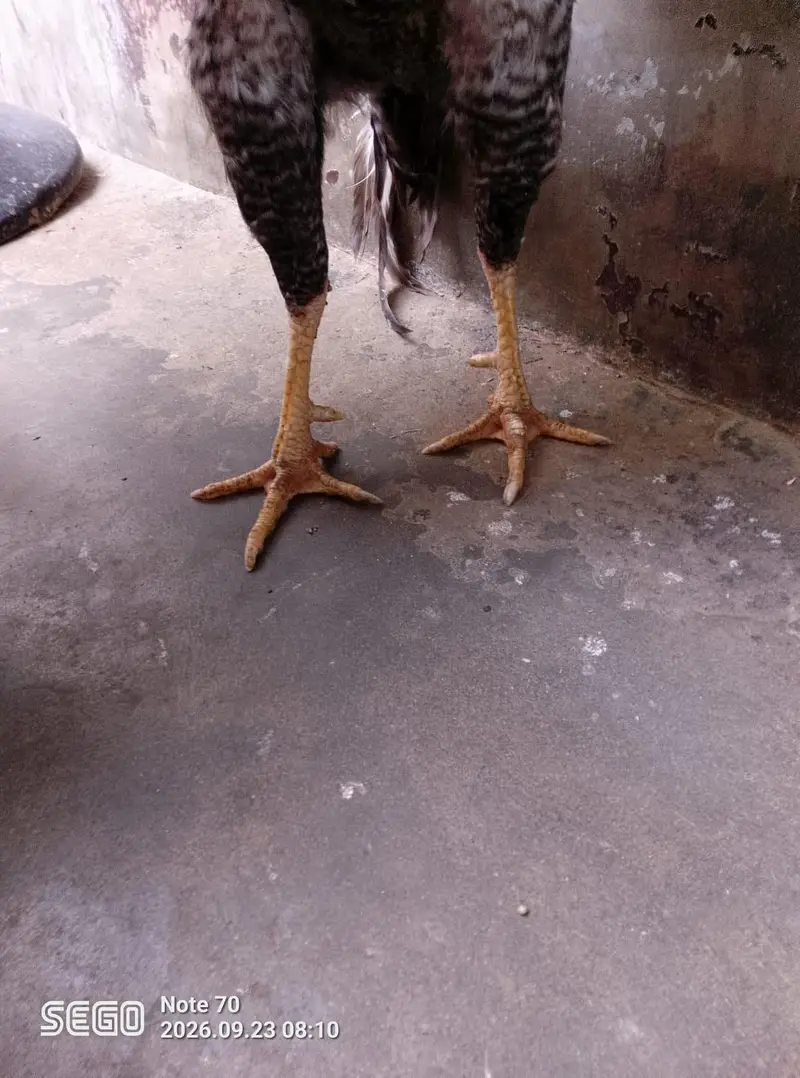 Active and healthy males for Sell WhatsApp No 03162157353 — photo 3