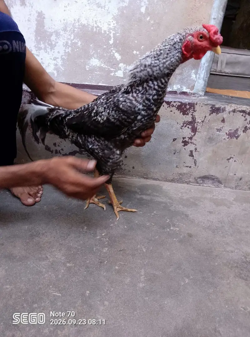 Active and healthy males for Sell WhatsApp No 03162157353 — photo 4