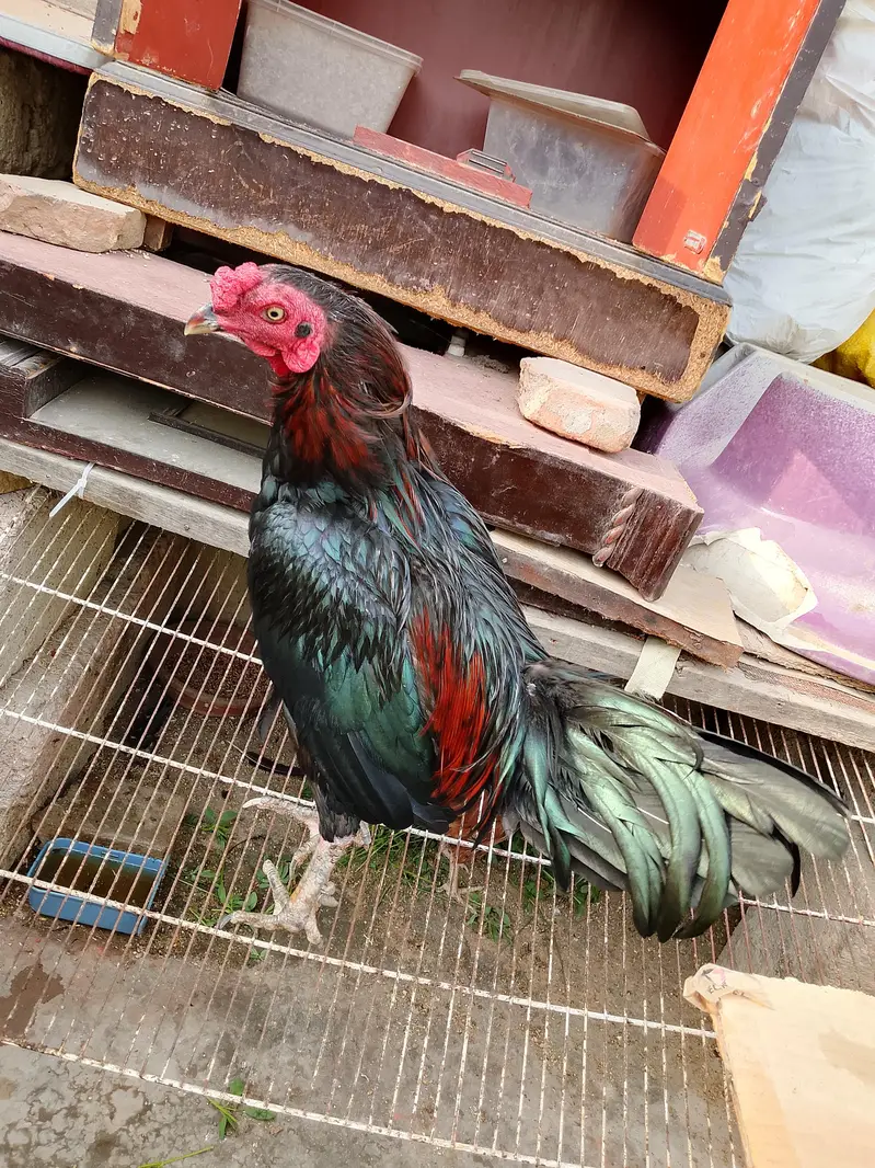 Active and healthy males for Sell WhatsApp No 03162157353 — photo 6
