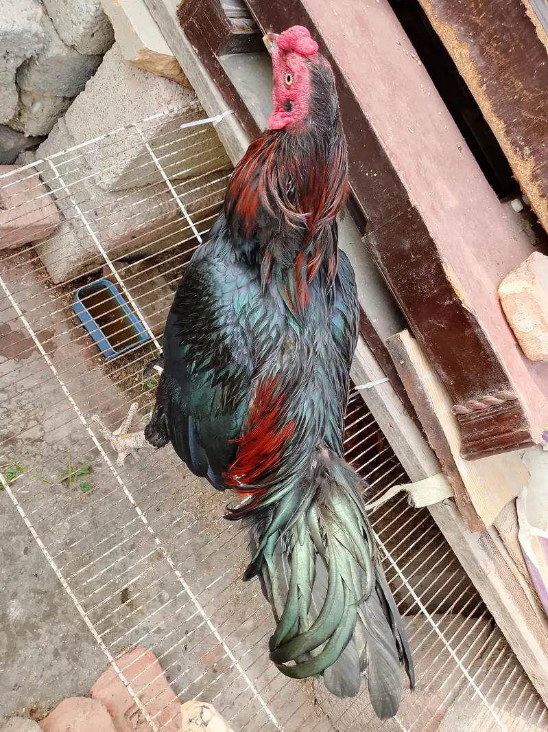 Active and healthy males for Sell WhatsApp No 03162157353 — photo 7
