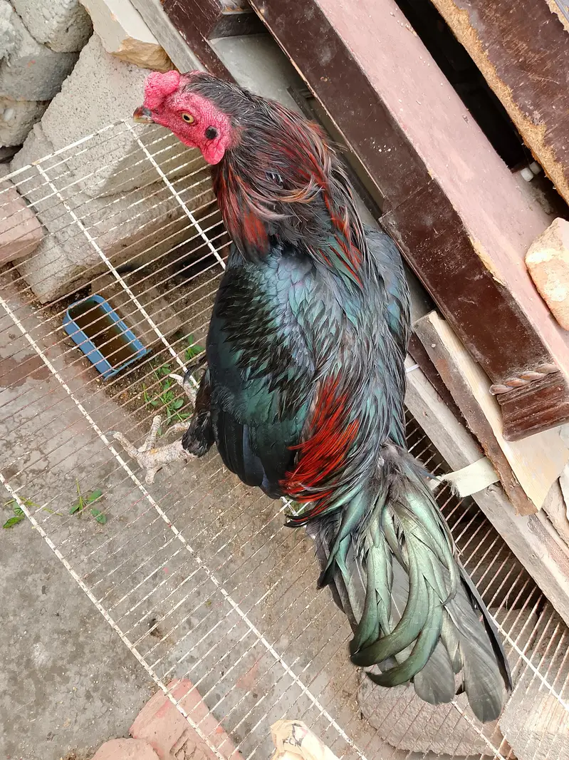 Active and healthy males for Sell WhatsApp No 03162157353 — photo 8