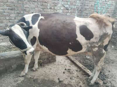 Friesian cows for sale