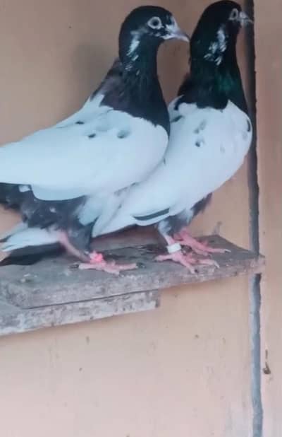 pure ali wala pair