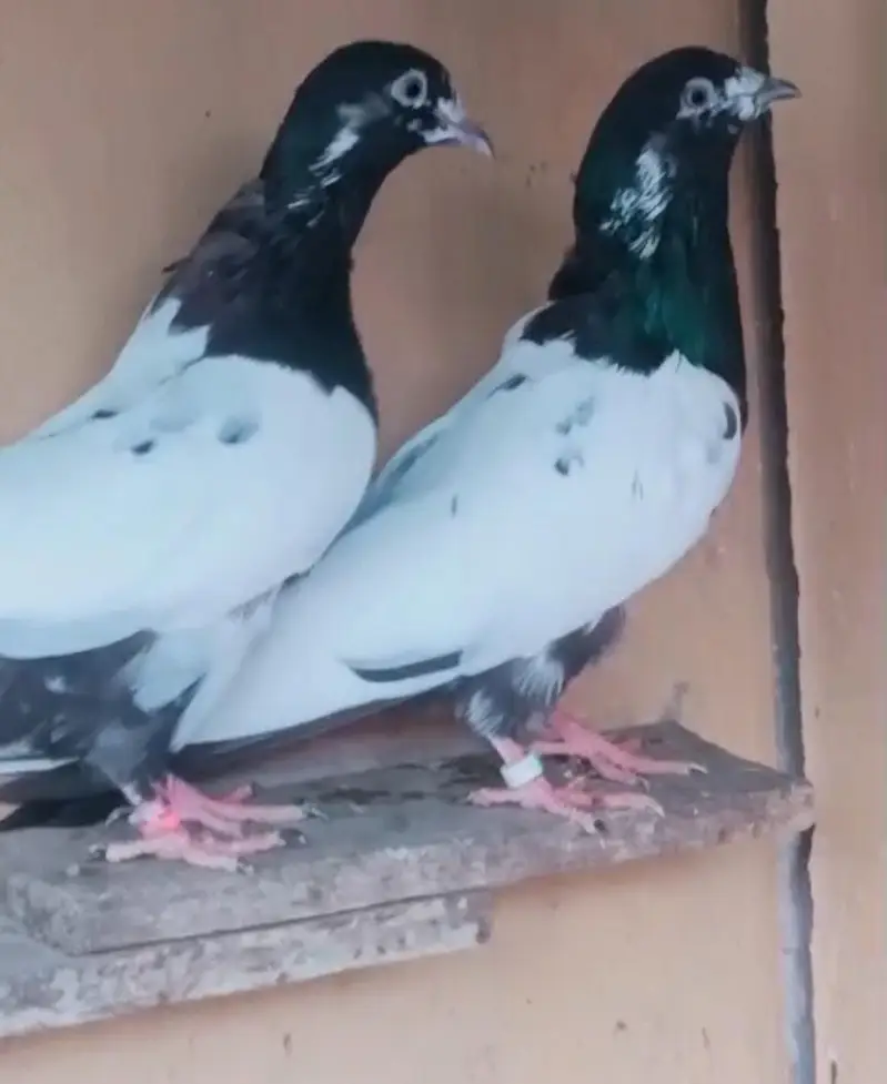 pure ali wala pair — photo 2