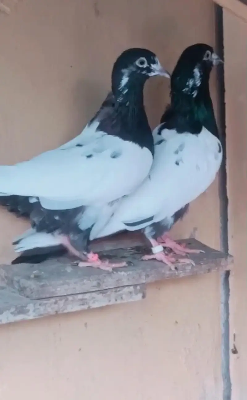 pure ali wala pair — photo 3