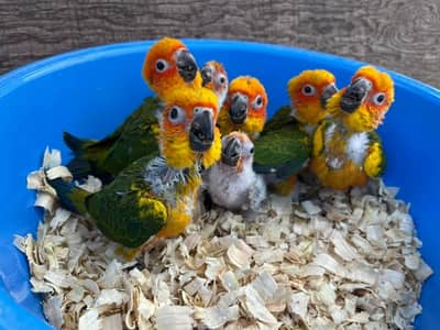 sun conore parrot chicks