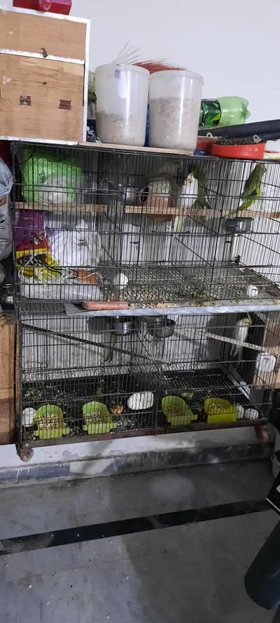 parrots setup for sale
