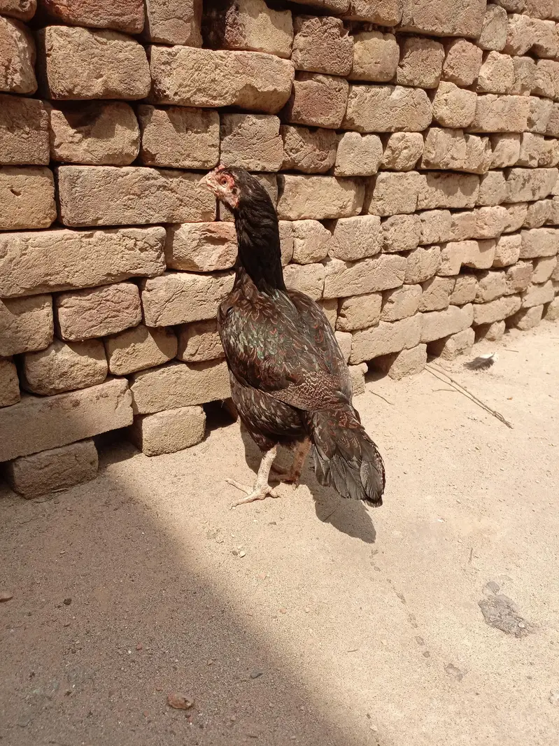 aseel rampuri Madi — photo 3