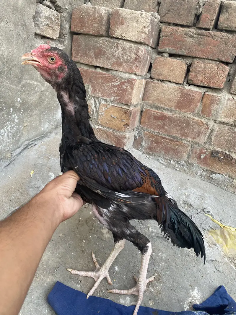 Jawa murga for sail hy jis bhi ko chaiyya rabta kr ly — photo 4
