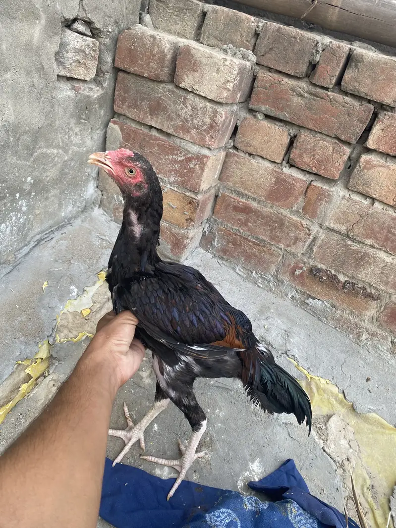 Jawa murga for sail hy jis bhi ko chaiyya rabta kr ly — photo 5