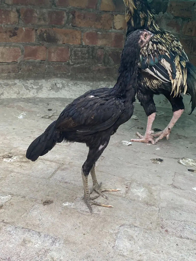 Jawa murga for sail hy jis bhi ko chaiyya rabta kr ly — photo 6